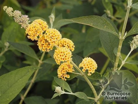 Buddleja Globosa from Burncoose Nurseries